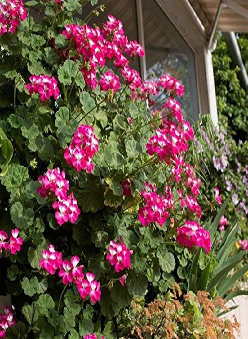 جي جوت 30 قطعة من بذور إبرة الراعي المختلطة من نوع بيلارجونيوم للحديقة، تُنشئ مناظر طبيعية رائعة للفناء، عطر منعش يجذب الفراشات والنحل، سهلة الزراعة، بذور شجيرة منخفضة الصيانة - Image 2