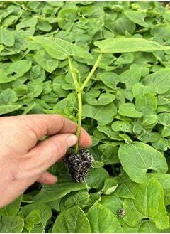 GGOOT Bean Plug Plants "Grow Your Own" Fruit from Our Premium Quality 'Ready to Plant Now' Young Vegetable Plants Pick from Broad, Runner, French Climbing Beans & Mixed Pack Available (6  - Image 1