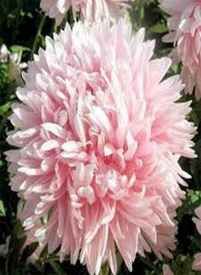 جي جوت أستر (كاليستيفوس طويل مزدوج غريملين) - وردي فاتح - 50 بذرة - Image 2