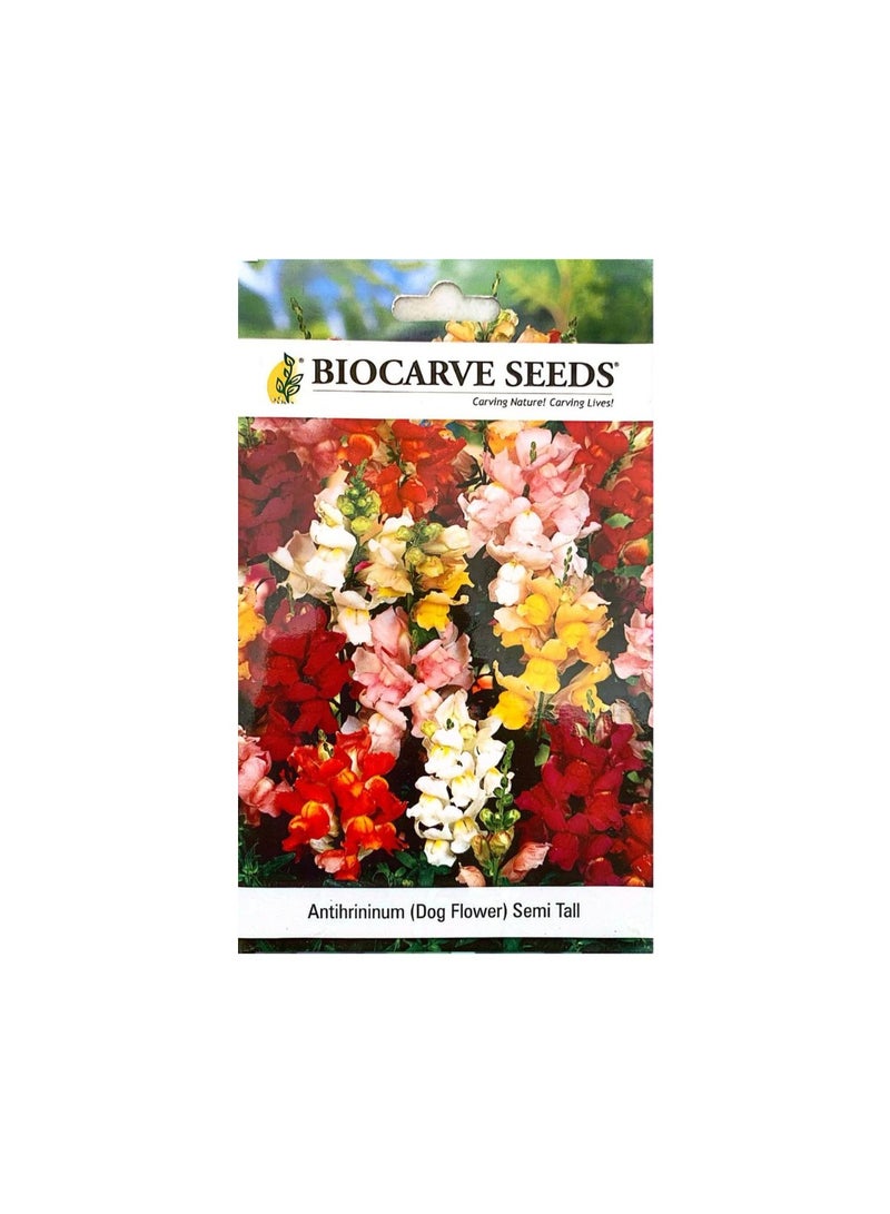 BIOCARVE SEEDS Anthurium (Dog Flower) Seeds - Semi Tall