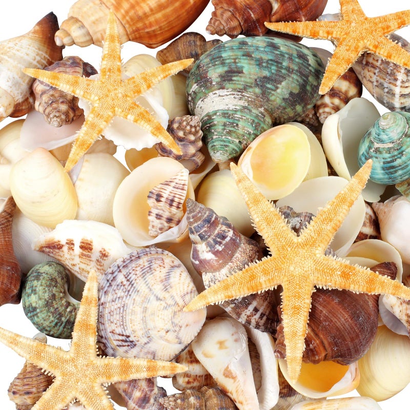 MOWPOG 80+ Pcs Natural Seashells, Mixed Starfish Sea Shells for Crafts, Various Sizes Ocean Shells Conch for Decorating, Beach Theme Party, DIY Crafts, Fish Tank Filling, Home Decor, Wedding Decoration - Image 1