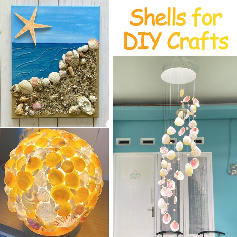 MOWPOG 80+ Pcs Natural Seashells, Mixed Starfish Sea Shells for Crafts, Various Sizes Ocean Shells Conch for Decorating, Beach Theme Party, DIY Crafts, Fish Tank Filling, Home Decor, Wedding Decoration - Image 5