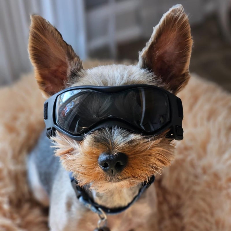 PETLESO Dog Goggles Small Breed, XS Dog Sunglasses Chihuahua Glasses Anti-UV Eyes Protection for XSmall Pets Tiny Dogs Cats, Black XS - Image 5