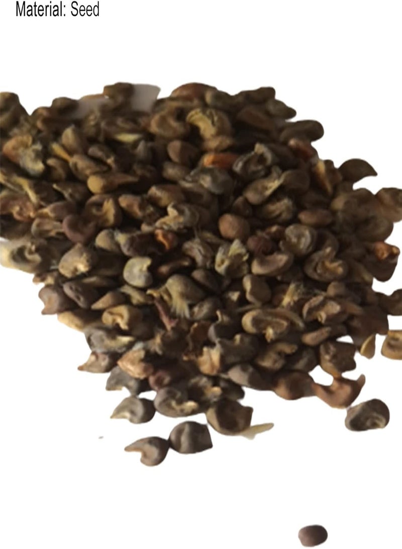 جي جوت بذور نباتات وبذور زهور، 200 قطعة/كيس، بذور زهرة الكركديه، سهلة الزراعة، متعددة الألوان، نباتات بونساي غزيرة الإنتاج، بذور للمنزل، بذور الكركديه للشرفة - Image 3