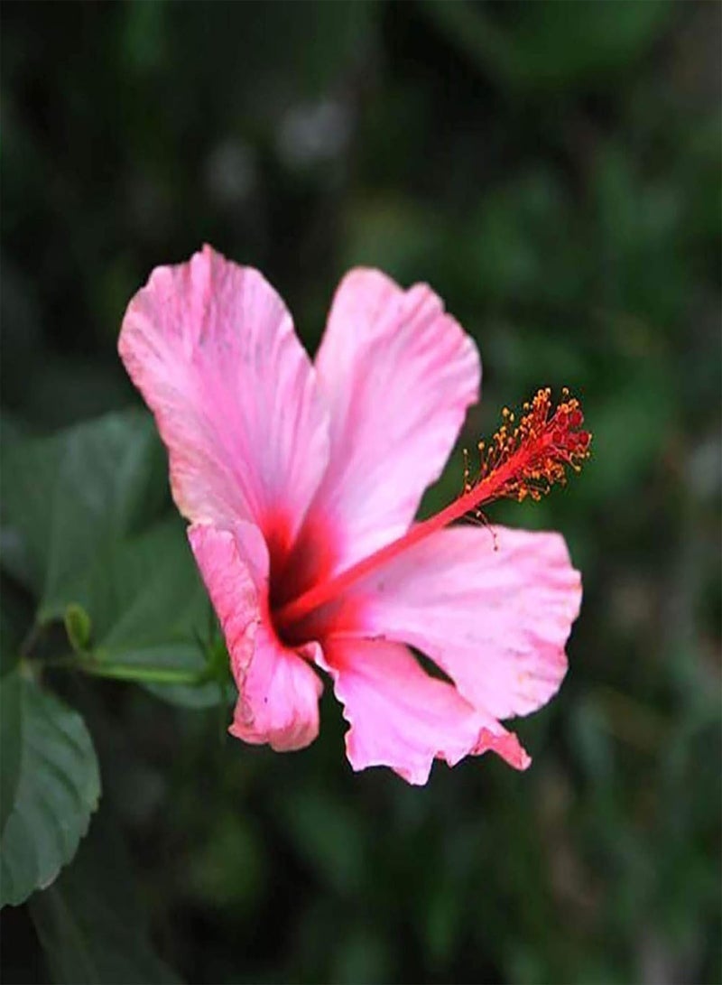 جي جوت بذور نباتات وبذور زهور، 200 قطعة/كيس، بذور زهرة الكركديه، سهلة الزراعة، متعددة الألوان، نباتات بونساي غزيرة الإنتاج، بذور للمنزل، بذور الكركديه للشرفة - Image 2