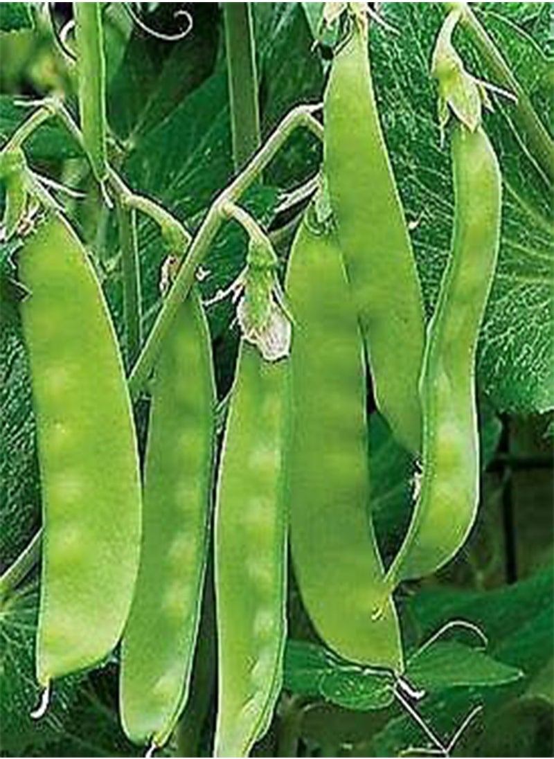 GGOOT 30 seeds of Pea Oregon Sugar Pod Mangetout  - Image 1