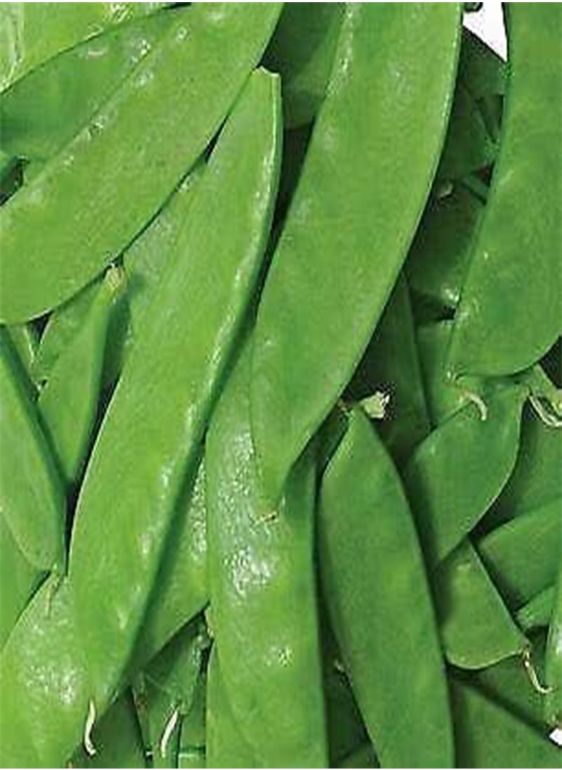 GGOOT 30 seeds of Pea Oregon Sugar Pod Mangetout  - Image 2
