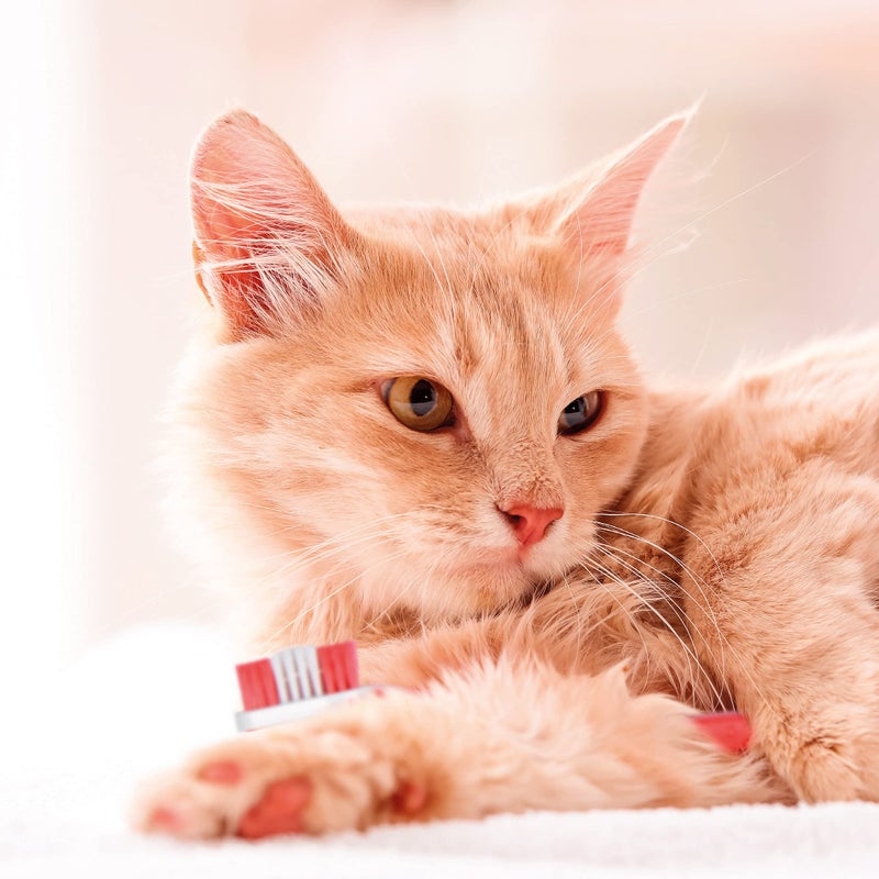 Beaphar Toothbrush and Toothpaste Kit, 100g, 2 Count (Pack of 1) (15303) - Image 5