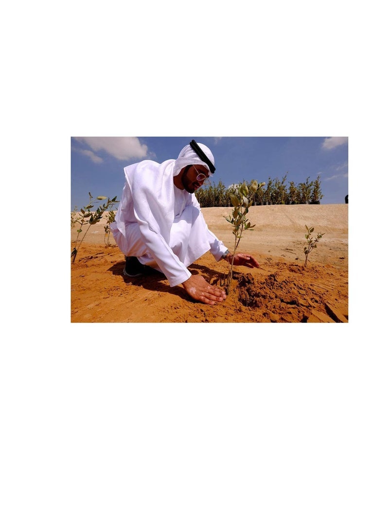 ساكسيس شكل بيليه الأسمدة العضوية معتمد من MOCCAE 25 كجم رقم 1 اختيار المزارعين العضويين - Image 2