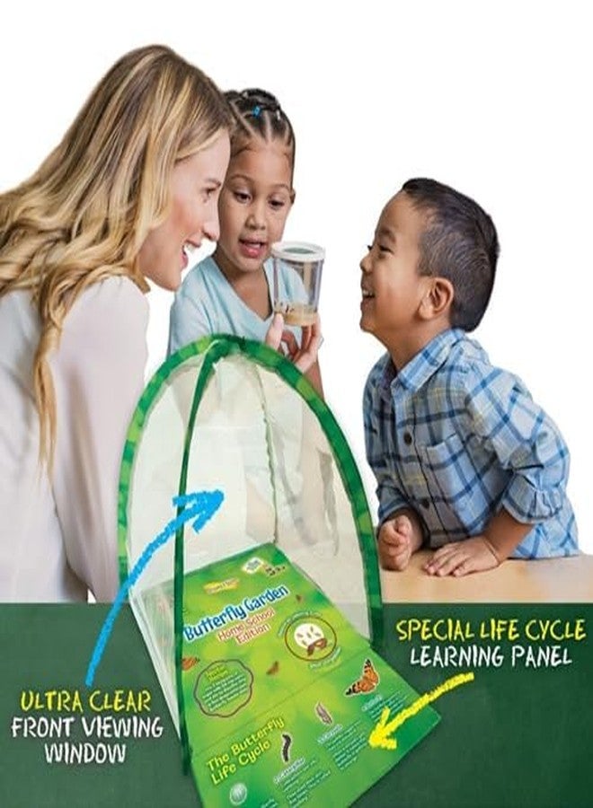 Insect Lore Butterfly Garden Experience | No Fee Prepaid Voucher | Redeem Raise and Release 5 Baby Painted Lady Caterpillars | Observation Habitat and All Supplies Included - Image 3