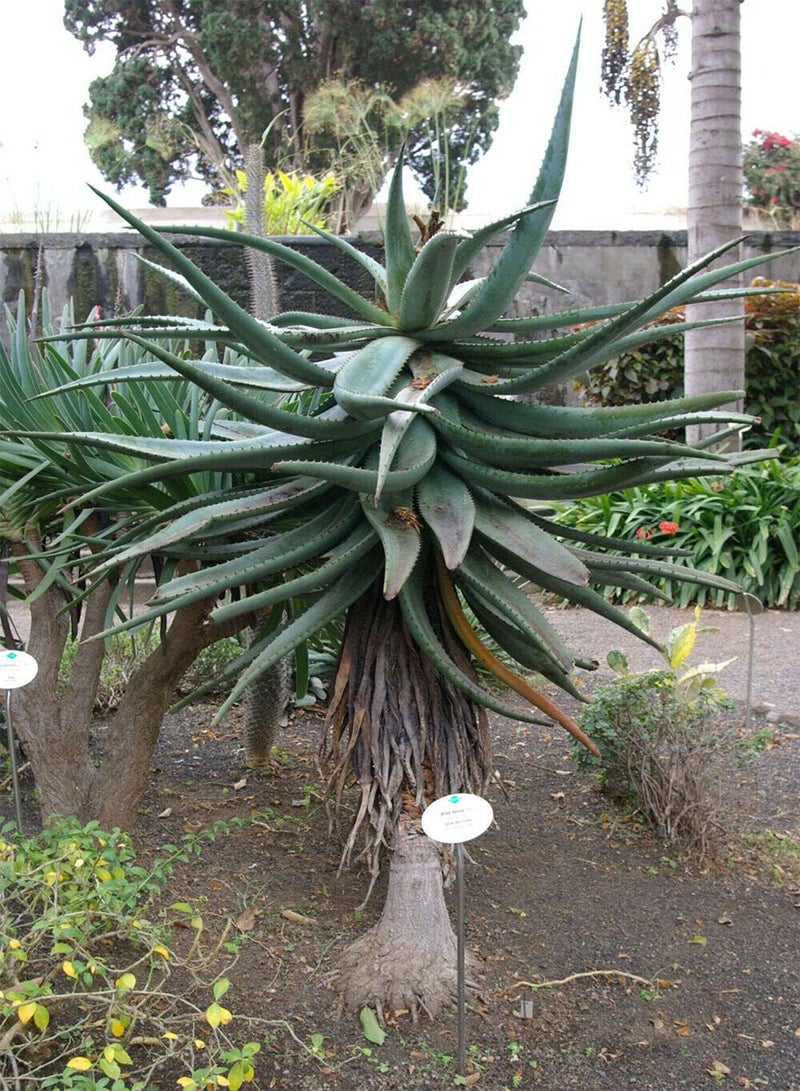 GGOOT 100 Seeds Aloe Ferox Red Aloe Bitter Aloe Tree  - Image 2