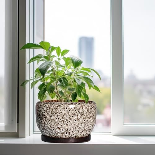 SQOWL Ceramic Plant Pots - 10 Inch Planter for Indoor Plants Outdoor, Large Flower Pots with Drainage Hole and Saucer, Decorative Round Planter, Apartment Decor, Garden Gifts for Women, White - Image 4