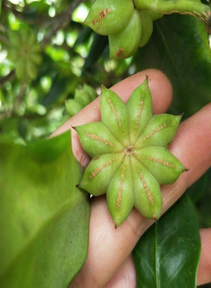 GGOOT Plant Seeds Flower Seeds1 Bag Star Anise Seed Aromatous High Germination Rate Fragrance Natural Chinese Anise Seed for Garden Chinese Anise Seed for Farm - Image 2