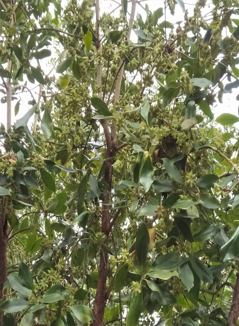 GGOOT Plant Seeds Flower Seeds1 Bag Star Anise Seed Aromatous High Germination Rate Fragrance Natural Chinese Anise Seed for Garden Chinese Anise Seed for Farm - Image 5