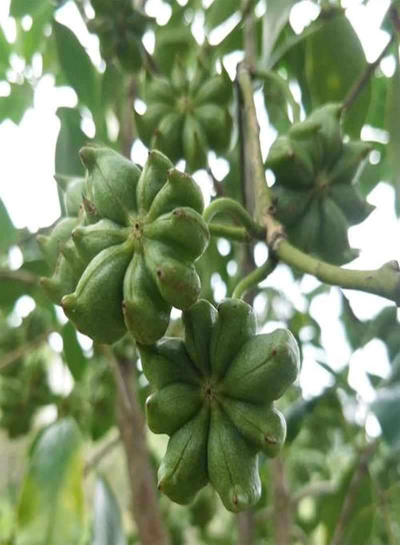 GGOOT Plant Seeds Flower Seeds1 Bag Star Anise Seed Aromatous High Germination Rate Fragrance Natural Chinese Anise Seed for Garden Chinese Anise Seed for Farm - Image 3