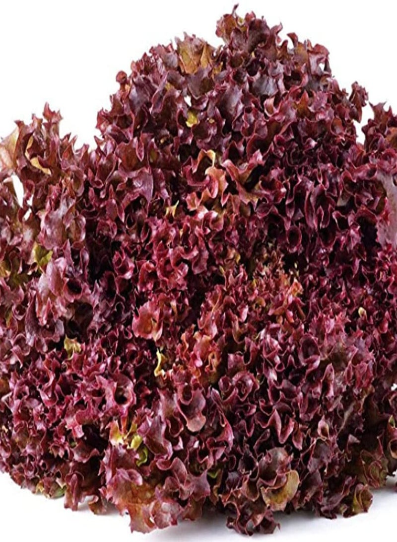 جي جوت بذور 50 بذور خس أحمر من المملكة المتحدة، أوراق أباتشي كبيرة، خضروات سلطة سنوية وردية - Image 2