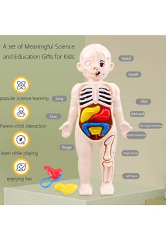 Generic نموذج تشريح جسم الإنسان للأطفال، نموذج torso إنسان 13 قطعة، ألعاب تعليمية لمرحلة ما قبل المدرسة، عرض تعليم طلاب الطب، للأعمار 4+  - Image 2