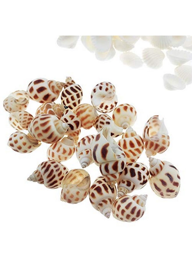 Wankko 300Pcs Sea Shells Mixed Ocean Beach Seashells, Various Sizes Natural Seashells For Fish Tank, Home Decorations, Beach Theme Party, Candle Making, Wedding Decor, Diy Crafts, Fish Tan  - Image 4