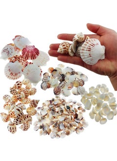 Wankko 300Pcs Sea Shells Mixed Ocean Beach Seashells, Various Sizes Natural Seashells For Fish Tank, Home Decorations, Beach Theme Party, Candle Making, Wedding Decor, Diy Crafts, Fish Tan  - Image 1
