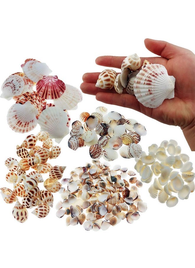 Wankko 300Pcs Sea Shells Mixed Ocean Beach Seashells, Various Sizes Natural Seashells For Fish Tank, Home Decorations, Beach Theme Party, Candle Making, Wedding Decor, Diy Crafts, Fish Tan  - Image 1