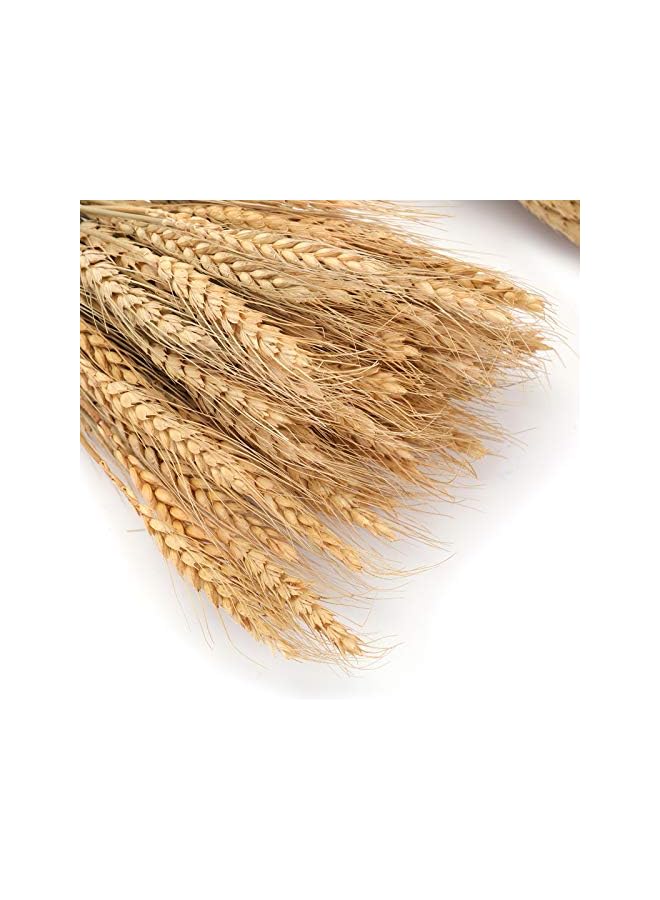 The Bros 300 ساق 16 بوصة من حزم القمح المجفف، حزمة من سيقان القمح الطبيعية لترتيب الخريف للأعمال اليدوية، طاولة المنزل، الزفاف - Image 3