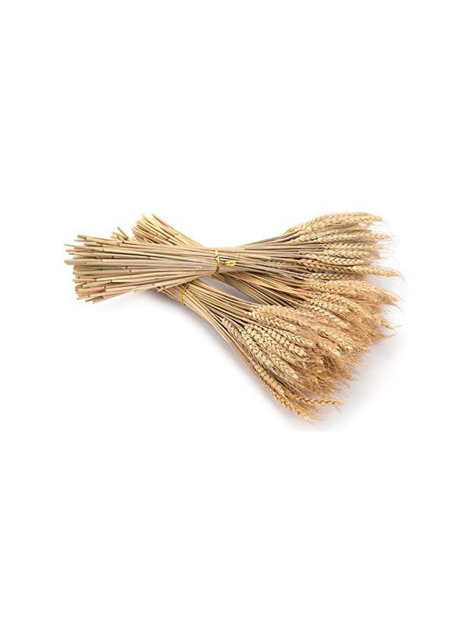 The Bros 300 ساق 16 بوصة من حزم القمح المجفف، حزمة من سيقان القمح الطبيعية لترتيب الخريف للأعمال اليدوية، طاولة المنزل، الزفاف - Image 4