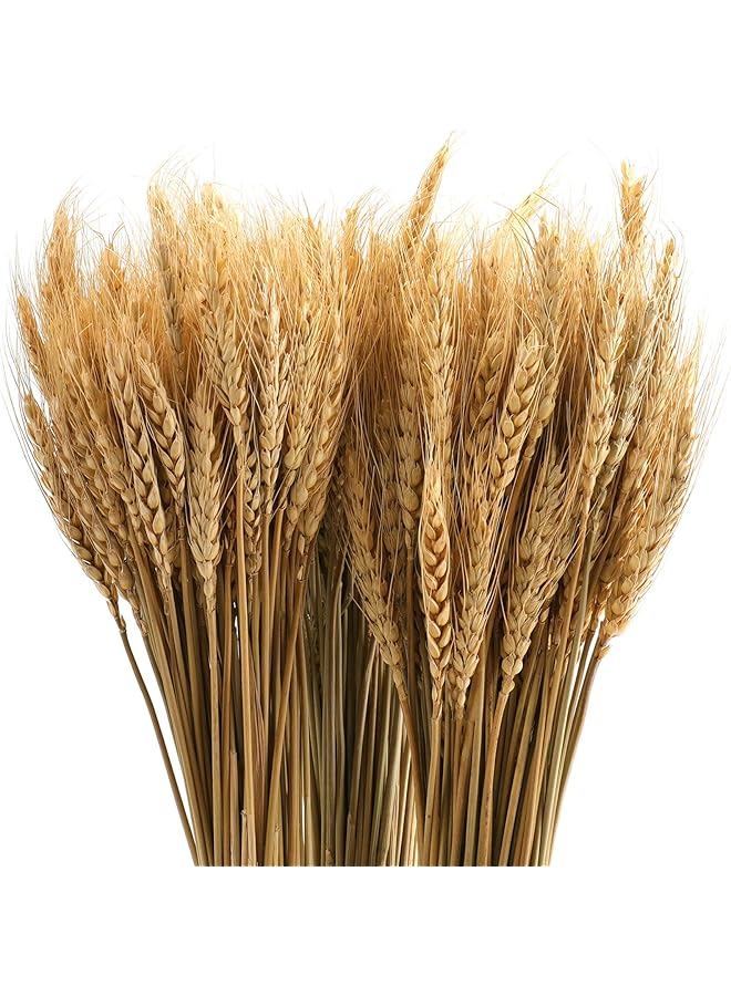 The Bros 300 ساق 16 بوصة من حزم القمح المجفف، حزمة من سيقان القمح الطبيعية لترتيب الخريف للأعمال اليدوية، طاولة المنزل، الزفاف - Image 1