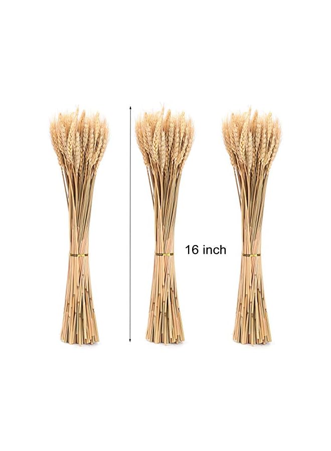 The Bros 300 ساق 16 بوصة من حزم القمح المجفف، حزمة من سيقان القمح الطبيعية لترتيب الخريف للأعمال اليدوية، طاولة المنزل، الزفاف - Image 2
