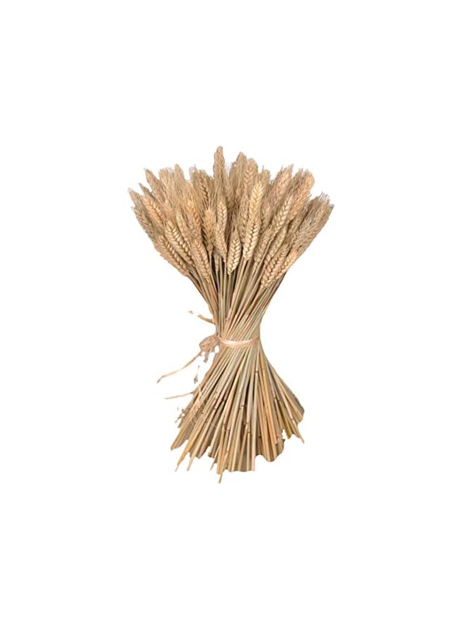 The Bros 300 ساق 16 بوصة من حزم القمح المجفف، حزمة من سيقان القمح الطبيعية لترتيب الخريف للأعمال اليدوية، طاولة المنزل، الزفاف - Image 5
