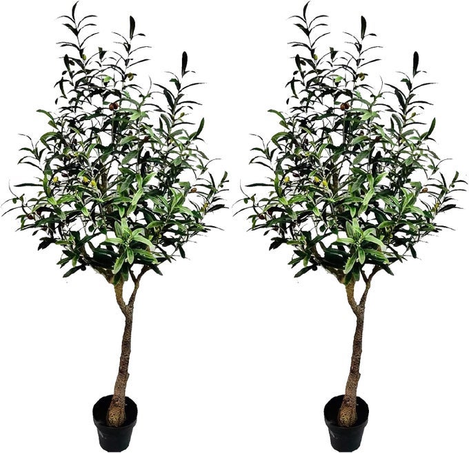PAIR GORGEOUS UNIQUE 5 OLIVE TREES WITH FRUITS PRE NURSERY POTS FEEL REAL TECH 5 EACH GREEN 2