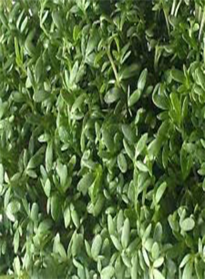 GGOOT CRESS Curled Peppergrass Lepidium Sativum - 2,00 Bulk (PKD) Seeds