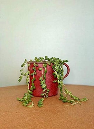 String of Cup Lacrime Vaso Fabba Planta dÃ © coration - pzsku/Z47C218208230D9F21D45Z/45/_/1740894913/f2e5c07b-4fd1-43a5-ac95-83cfe8b061a6