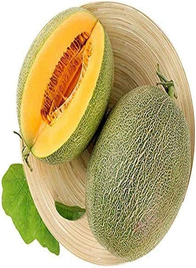 GGOOT Cantaloupe Samen 50Stück Kletterfrucht seltene Sorte grüne raue Haut süßes Fleisch damit die ganze Familie die saftige Frucht genießen kann - Image 1
