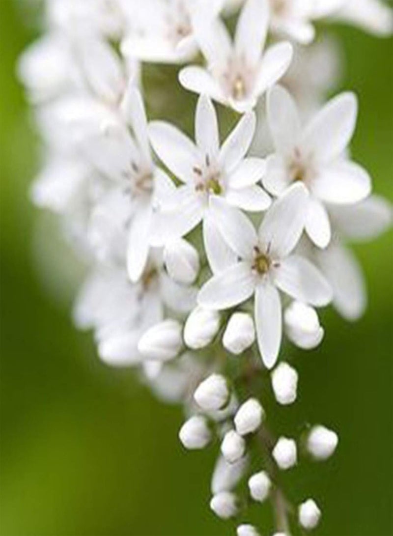 جي جوت بذور 200 قطعة من بذور الياسمين الأبيض، بذور نباتات الحدائق العطرة، نبات متسلق دائم الخضرة، نبات زهرة، حديقة المنزل، فناء، شرفة، ديكور حفلات الزفاف، بذور الياسمين - Image 5