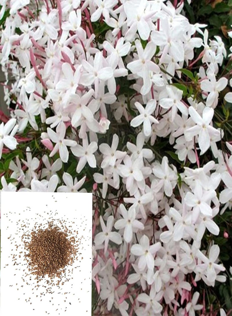 جي جوت بذور 200 قطعة من بذور الياسمين الأبيض، بذور نباتات الحدائق العطرة، نبات متسلق دائم الخضرة، نبات زهرة، حديقة المنزل، فناء، شرفة، ديكور حفلات الزفاف، بذور الياسمين - Image 2