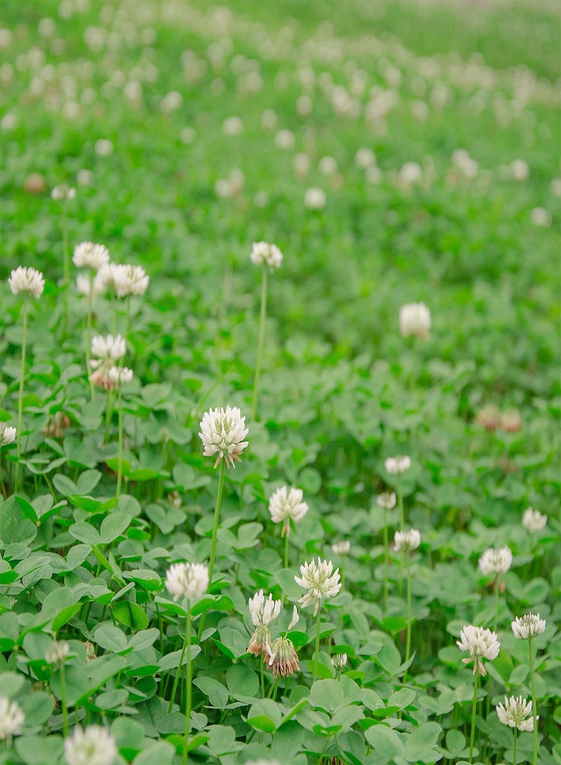 GGOOT Perennial White Dutch Clover Seed - 1/4 gs. Nitrocoated, Inoculated Clover Seeds for Lawn Alternative, Erosion Control, Food Plots, Ground Cover, & Pasture Mixtures in USDA Zones 3-10 - Image 1
