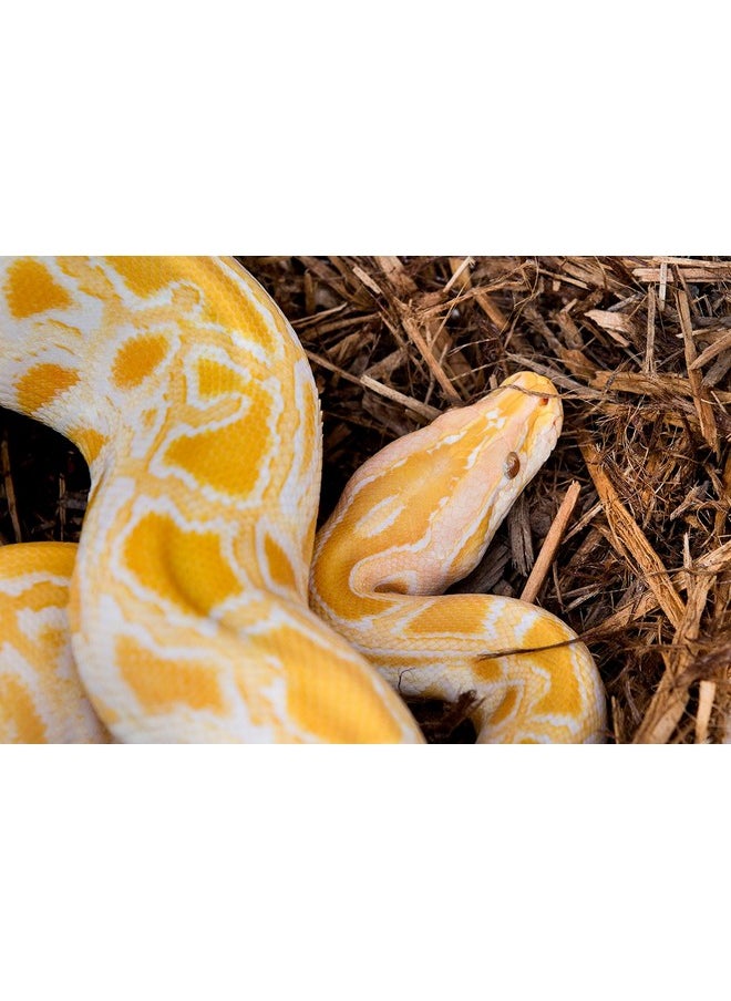 SuperMoss - Galapagos (05054) Cypress Tank Mulch Forest Floor Bedding, 8Quart, Natural - Image 1