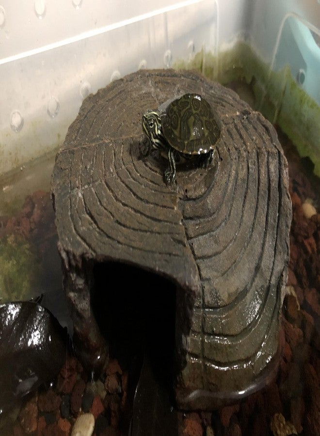 Tsnamay منصة تسناماي الدائرية المصنوعة من الراتنج لتشمس السلاحف، صخرة استراحة لرصيف السلاحف، ملحقات وديكورات أحواض السمك - Image 4