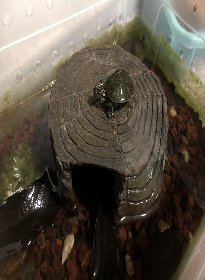 Tsnamay منصة تسناماي الدائرية المصنوعة من الراتنج لتشمس السلاحف، صخرة استراحة لرصيف السلاحف، ملحقات وديكورات أحواض السمك - Image 3