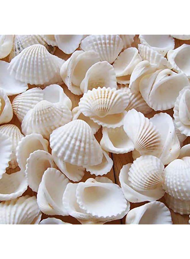 The Bros Small Tiny Sea Shells White Clam Bulk Natural Seashell for DIY Craft Home Decor Vase Fillers, 100Pcs - Image 1