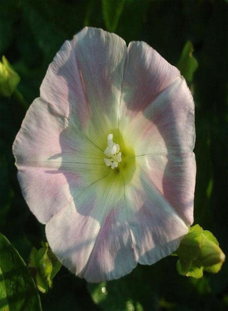 GGOOT 100pcs Morning Glory Seeds Widely Cultivated Around The World Different Varieties of Flowers Planted Together to Form Unique Landscape - Image 1