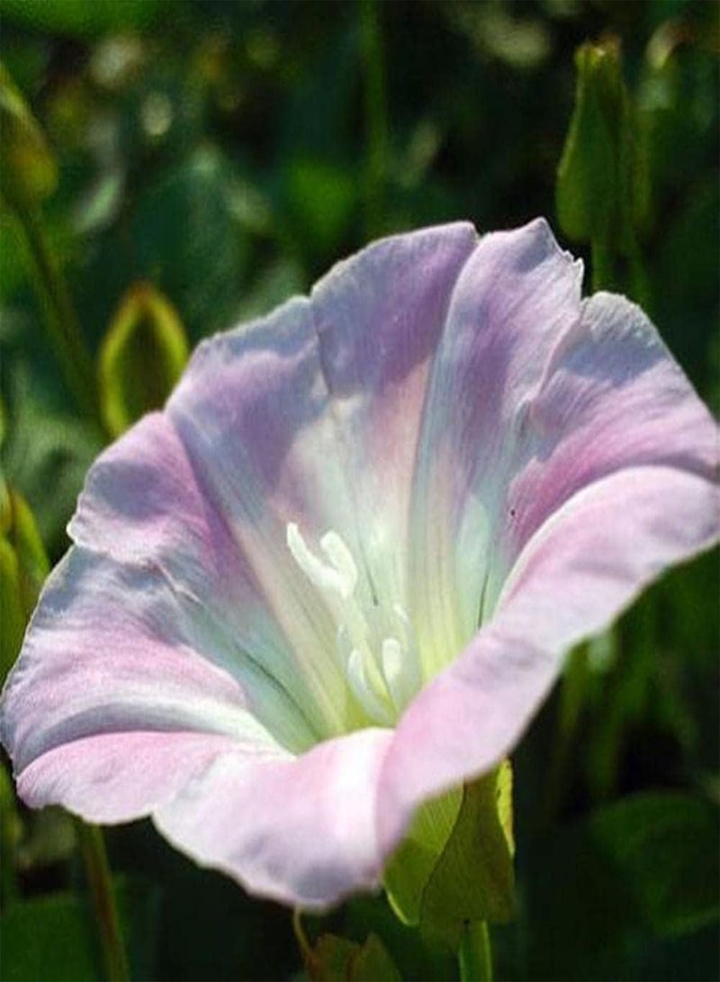 GGOOT 100pcs Morning Glory Seeds Widely Cultivated Around The World Different Varieties of Flowers Planted Together to Form Unique Landscape - Image 3