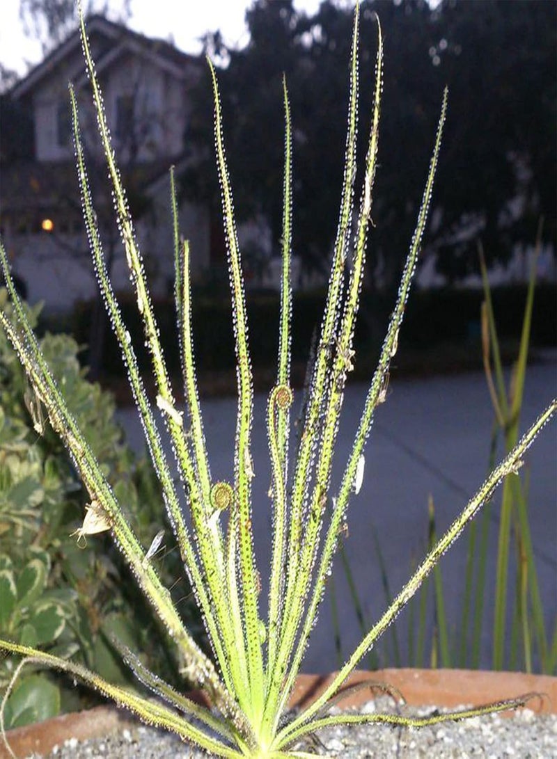 GGOOT 50Pcs/Bag Dewy Leaf Felt Moss Seeds Dry Soil Fantastic Green Vibrant Carnivorous Plant Seeds Outdoor Seed - Image 1