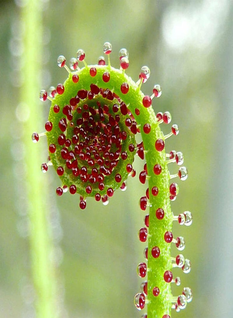 GGOOT 50Pcs/Bag Dewy Leaf Felt Moss Seeds Dry Soil Fantastic Green Vibrant Carnivorous Plant Seeds Outdoor Seed - Image 5