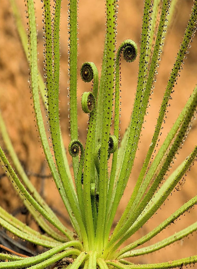 GGOOT 50Pcs/Bag Dewy Leaf Felt Moss Seeds Dry Soil Fantastic Green Vibrant Carnivorous Plant Seeds Outdoor Seed - Image 4