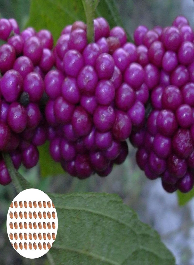 جي جوت بذور نباتية 50 قطعة/كيس من بذور التوت الجميل، مزدهرة وعالية الغلة، مقاومة للجفاف، سريعة النمو، شتلات بونساي للحديقة - بذور - Image 1