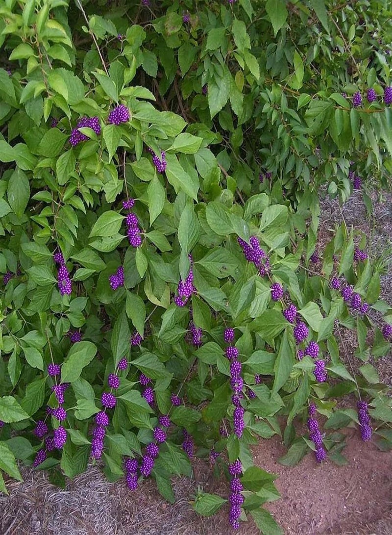 جي جوت بذور نباتية 50 قطعة/كيس من بذور التوت الجميل، مزدهرة وعالية الغلة، مقاومة للجفاف، سريعة النمو، شتلات بونساي للحديقة - بذور - Image 3