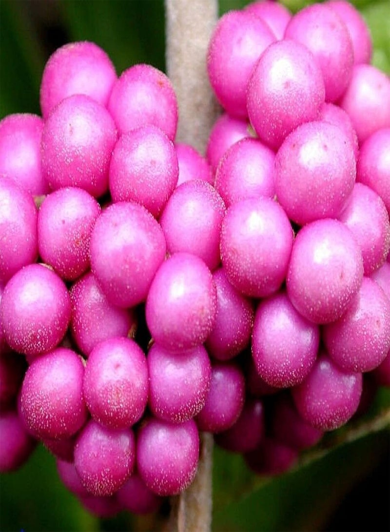 جي جوت بذور نباتية 50 قطعة/كيس من بذور التوت الجميل، مزدهرة وعالية الغلة، مقاومة للجفاف، سريعة النمو، شتلات بونساي للحديقة - بذور - Image 2