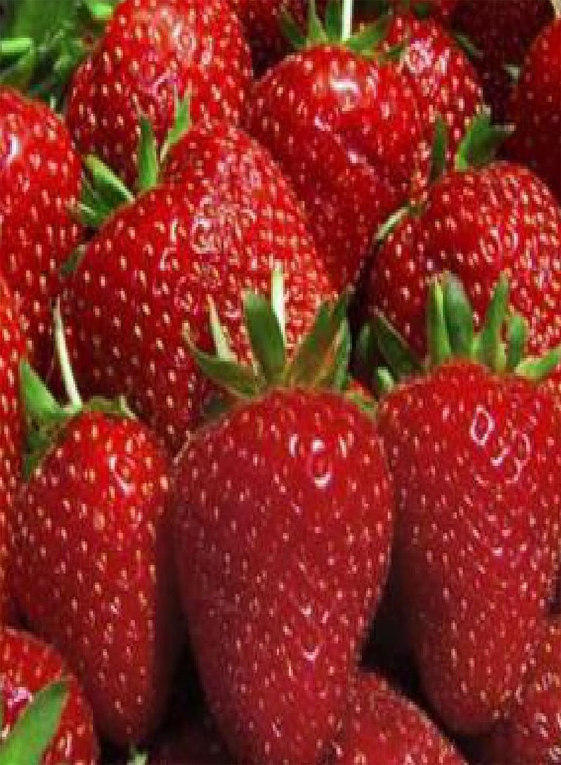 GGOOT Allstar Junebearer Strawberry Plants - 10 root divisions