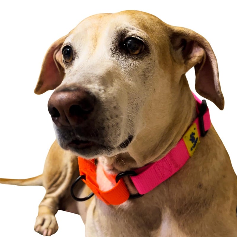 A+a Pets Martingale Dog Collar | No Pull Design, No Neck Strain, No Choke Design | for Large & Medium Dogs | Rust Free, Waterproof Nylon Training Collar (Pink & Orange), 30 x 2.5 cm - Image 3